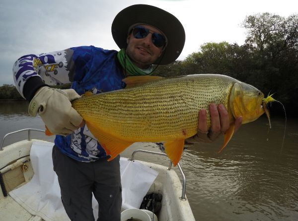 Golden Dorado Fly-fishing Situation – Franco Matkovich shared this Pic in Fly dreamers 