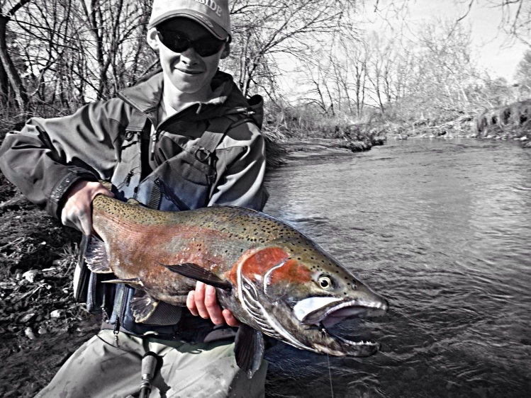 Here's another picture of my pb steelhead!