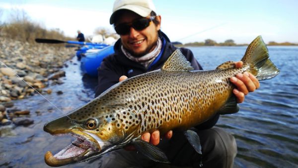 Fly-fishing Photo of Brown trout shared by Andes Drifters – Fly dreamers 