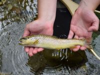 Fly fishing picture