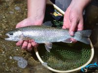 Fly fishing picture