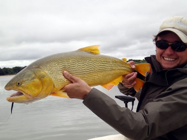 Andes Drifters 's Fly-fishing Image of a Golden Dorado – Fly dreamers 