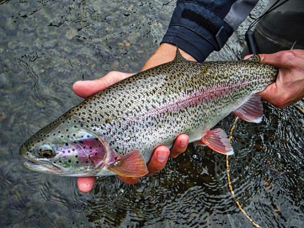 Fly-fishing Picture of Rainbow trout shared by Luke Metherell – Fly dreamers
