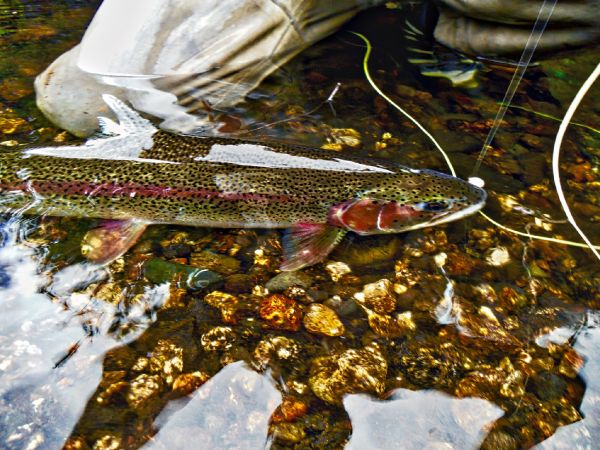 Luke Metherell 's Fly-fishing Image of a Rainbow trout – Fly dreamers 