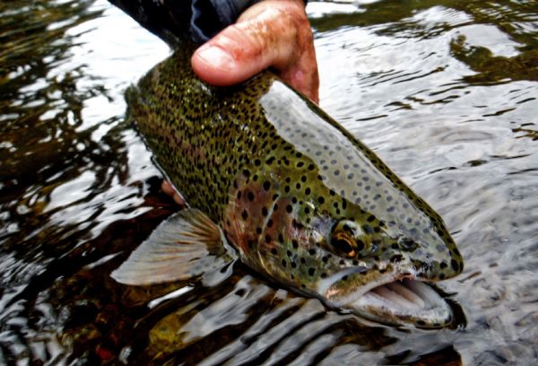 Luke Metherell 's Fly-fishing Picture of a Rainbow trout – Fly dreamers 