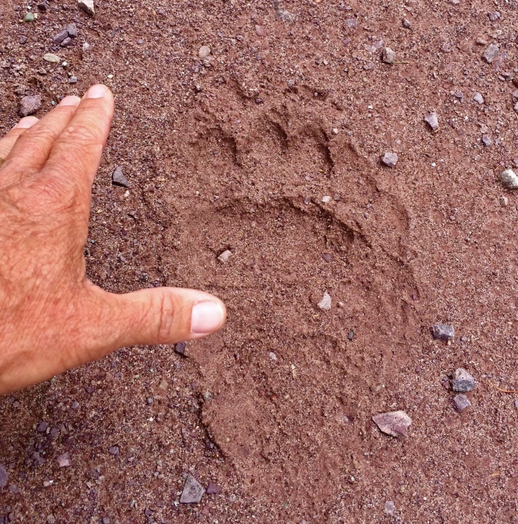 The smaller bears; tracks after an over night rain in the Placid Lake area.  The small storms brought lightening but fortunately enough water to hold off new fires.