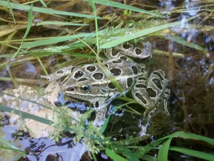 Small stream Leopard Frog