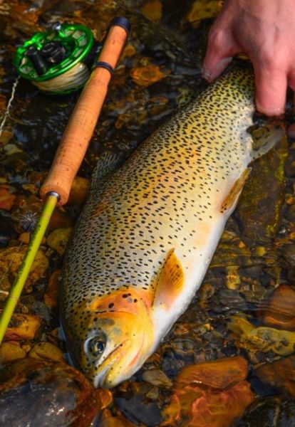 David Lambroughton 's Fly-fishing Picture of a Cutthroat trout – Fly dreamers 