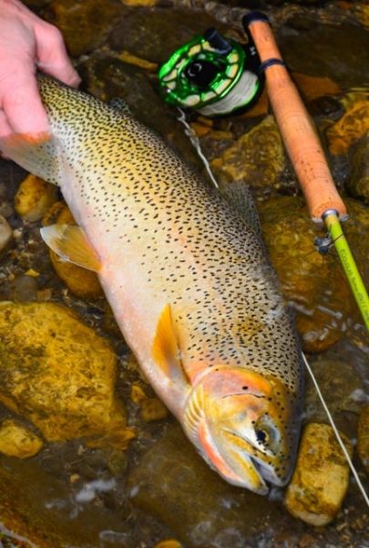 David Lambroughton 's Fly-fishing Photo of a Cutthroat – Fly dreamers 