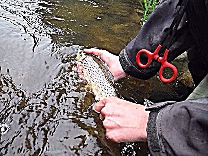 Releasing a nice little resident brown!