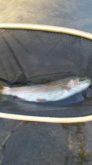 Smallest of the rainbows from the Big Wood river above Ketchum, Idaho.