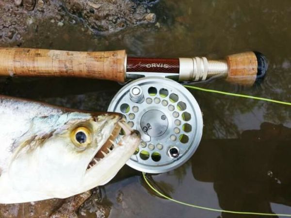 Fly-fishing Image of Dog Fish shared by Pablo Costa Gonta – Fly dreamers