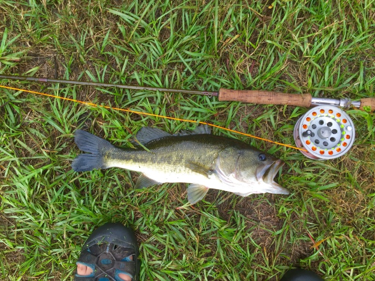 First bass on a fly,