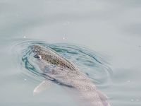 Foto de pesca con mosca