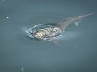 Foto de pesca con mosca