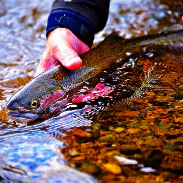 Ted Bryant 's Fly-fishing Photo of a Rainbow trout – Fly dreamers 