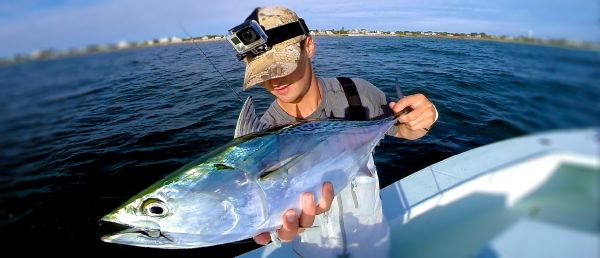 Marty Gallipeau 's Fly-fishing Image of a False Albacore - Little Tunny – Fly dreamers 