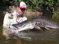 First Shovel-nose Tiger Catfish 