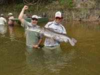 Second Shovel-nose Tiger Catfish 