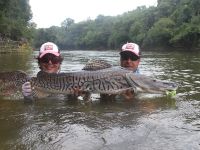 Shovel-nose Tiger Catfish 