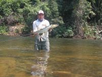 Bicuda at the rapids