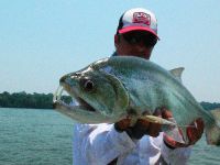 Nice Payara or Vampire fish