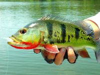 Cichla ocellaris Peacock Bass