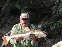 Pirara, Redtail Catfish caught on bait