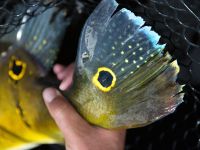 Açu pinima Peacock tail