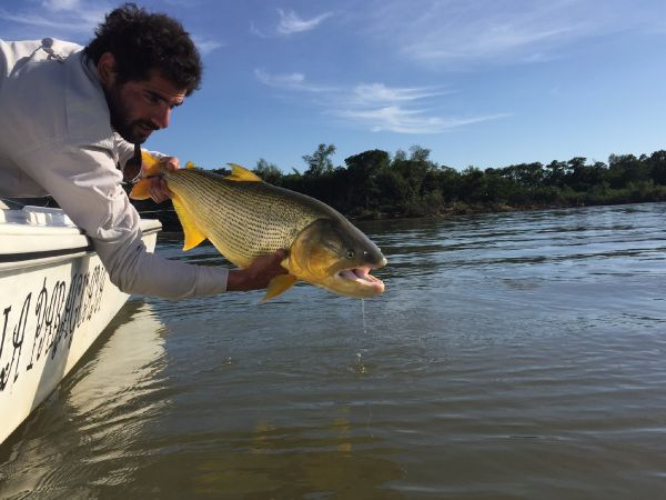 Alfonso Aragon 's Fly-fishing Image of a Freshwater dorado – Fly dreamers 