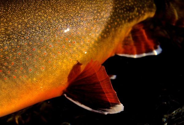 Fly-fishing Photo of mud trout shared by Greg  Houska – Fly dreamers 