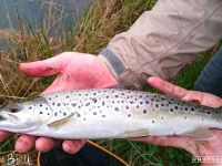 one of Graeme's fish from the Umgeni 