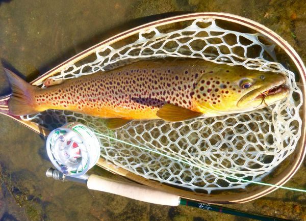 Fly-fishing Pic of von Behr trout shared by Scott Marr – Fly dreamers 