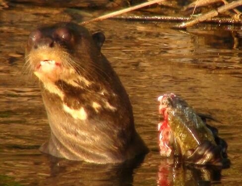 Giant freshwater Otters