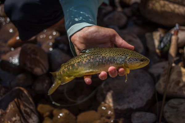 Fly-fishing Pic of Browns shared by Camron Zavell – Fly dreamers 