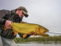 3kg (6.5lb)Golden Dorado