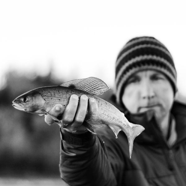 Dan Frasier 's Fly-fishing Photo of a Thymallus arcticus – Fly dreamers 