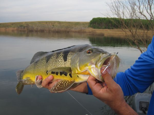 Fly-fishing Pic of Peacock Bass shared by Ronaldo Almeida – Fly dreamers 
