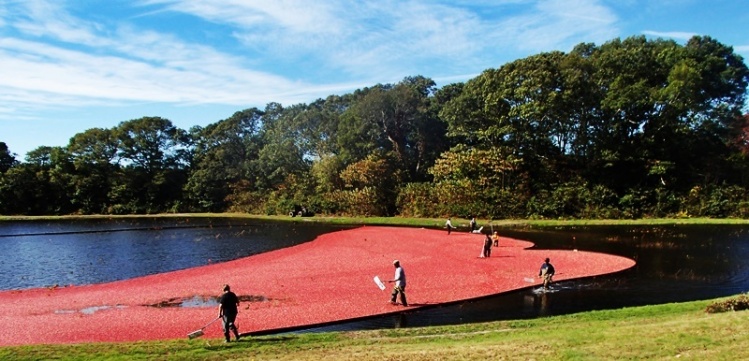 Cranberry harvest on the bogs of Cape Cod, MA. The berries float so the bog is flooded with water and the plants are beat to release the berries. Then they are pushed to the end of the bog by a boom. This has been going on forever.
