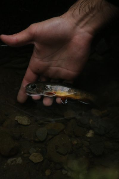 Fly Fishing for speckled trout in Tremont, TN - Fly dreamers 