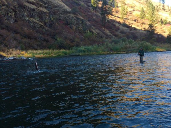 Good Fly-fishing Situation of Steelhead - Picture shared by Kimbo May – Fly dreamers
