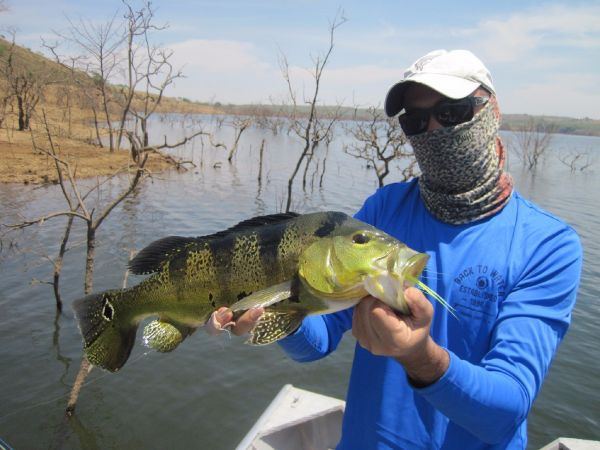 Fly-fishing Image of Peacock Bass shared by Ronaldo Almeida – Fly dreamers