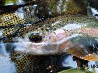 Selška Sora River is managed by Angling Club Železniki
Urko Fishing Adventures