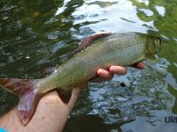 Selška Sora River is managed by Angling Club Železniki
Urko Fishing Adventures