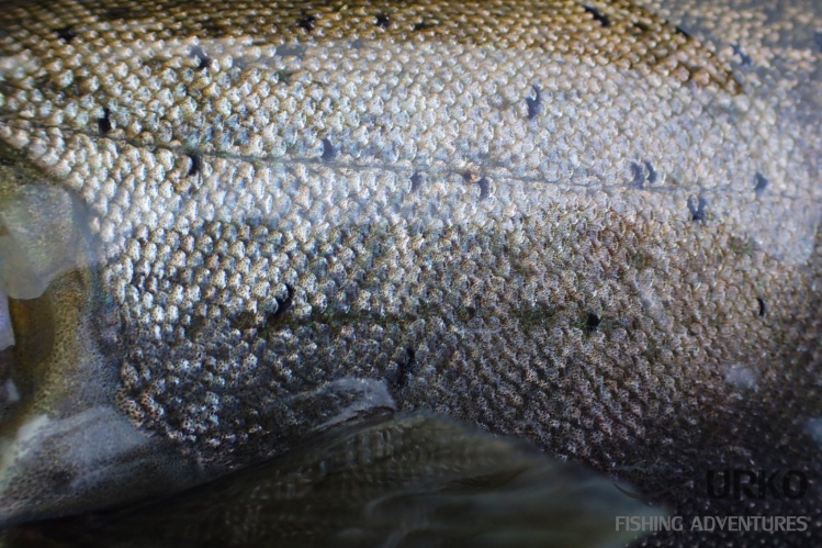 Danube salmon (Huchen) from the river Ljubljanica