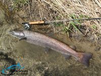 Fly fishing picture