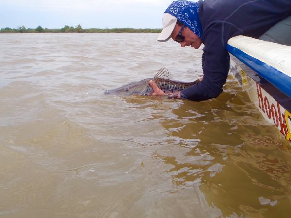 Fernando Hook & Gold Outfitters 's Fly-fishing Photo of a Surubi – Fly dreamers 