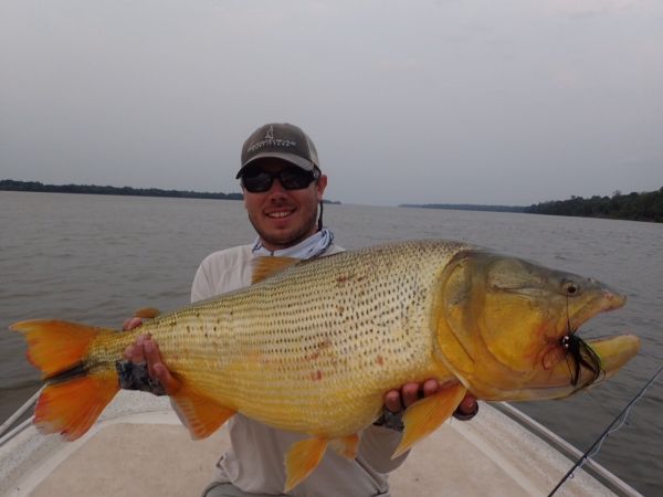Fly-fishing Photo of Golden dorado shared by Andes Drifters – Fly dreamers 