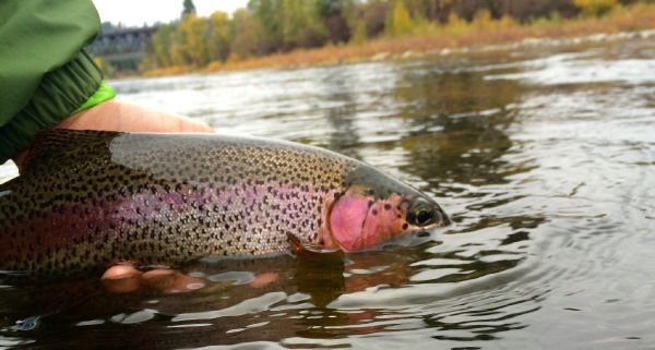 Kimbo May 's Fly-fishing Picture of a Rainbow trout – Fly dreamers 