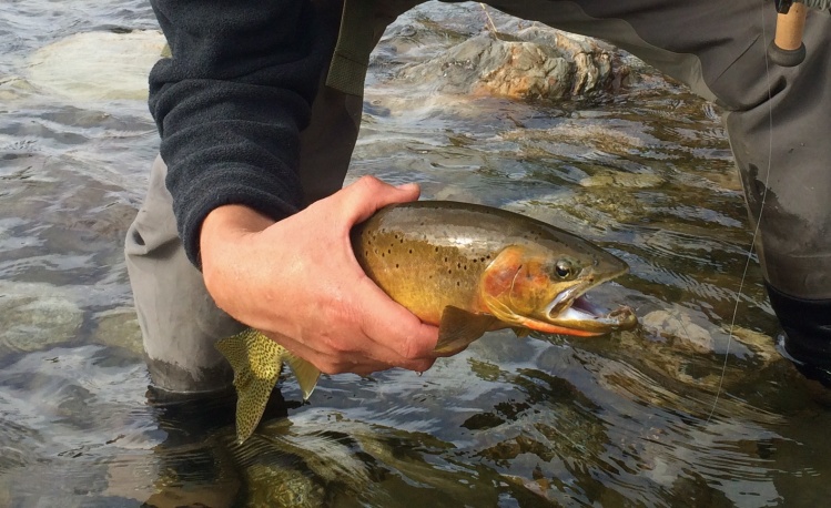 A nice buck, westslope cutthroat from the Idaho side of the Spokane River